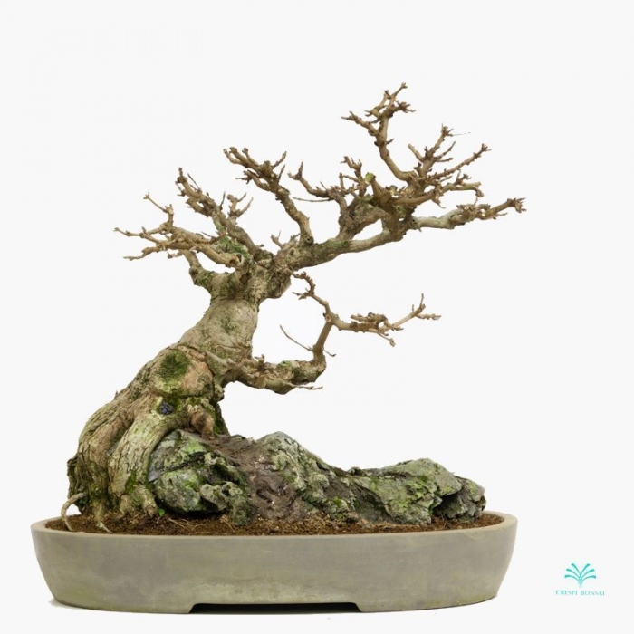 Acer buergerianum - acero - 44 cm