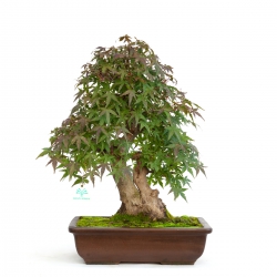Acer palmatum viridis - érable - 51 cm