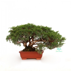 Juniperus chinensis - Enebro - 21 cm
