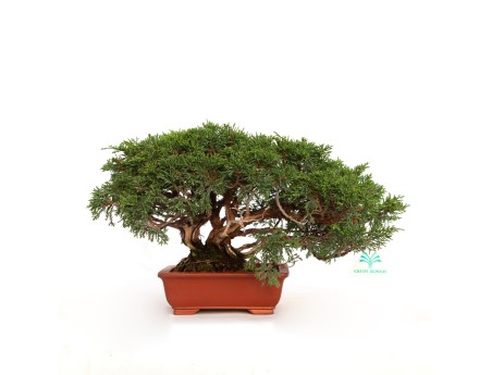 Juniperus chinensis - Juniper - 21 cm