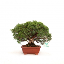 Juniperus chinensis - Enebro - 21 cm