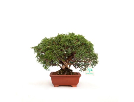 Juniperus chinensis - Enebro - 21 cm