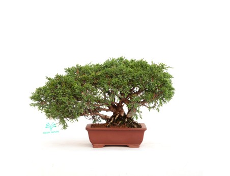 Juniperus chinensis - Ginepro - 21 cm