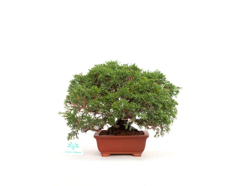 Juniperus chinensis - Juniper - 21 cm