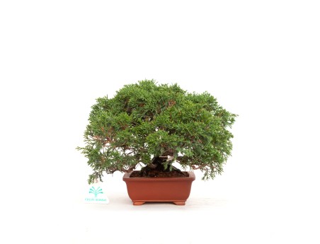Juniperus chinensis - Jeneverbes - 21 cm