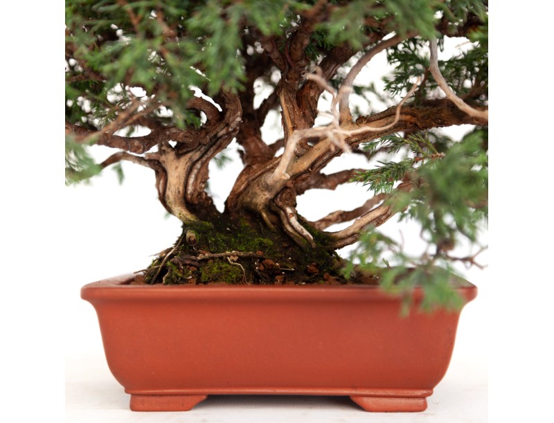 Juniperus chinensis - Jeneverbes - 21 cm