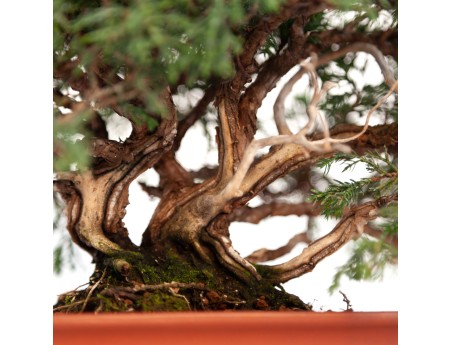 Juniperus chinensis - Wacholder - 21 cm