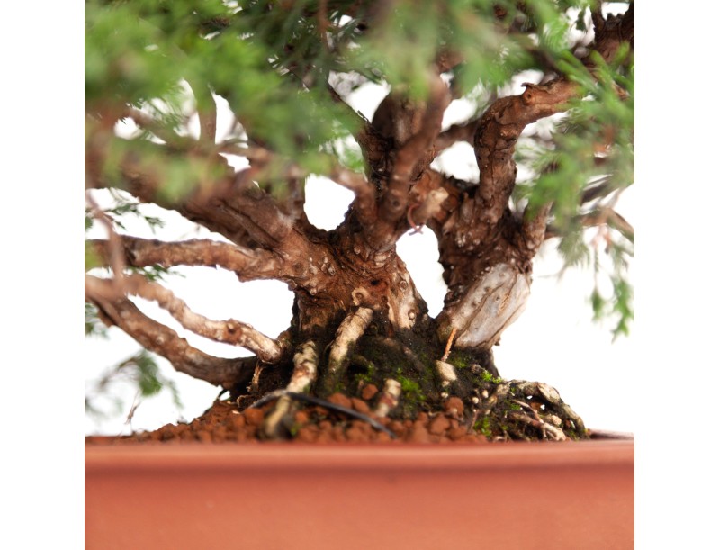 Juniperus chinensis - Juniper - 21 cm