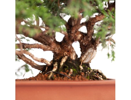 Juniperus chinensis - Enebro - 21 cm