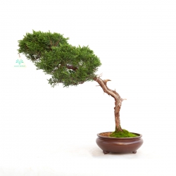 Juniperus chinensis - Enebro - 40 cm