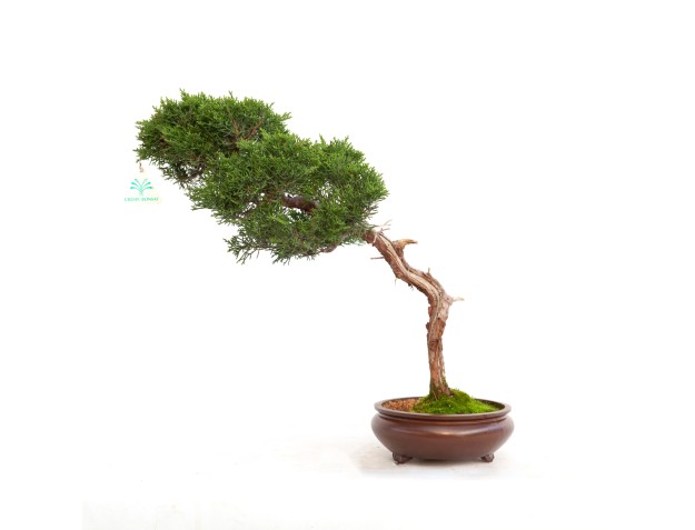 Juniperus chinensis - Wacholder - 40 cm