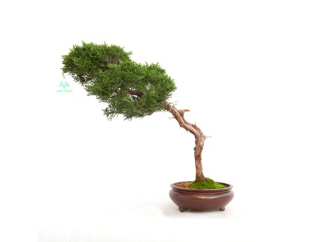 Juniperus chinensis - Enebro - 40 cm