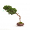 Juniperus chinensis - Ginepro - 40 cm