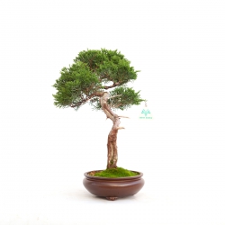 Juniperus chinensis - Enebro - 40 cm