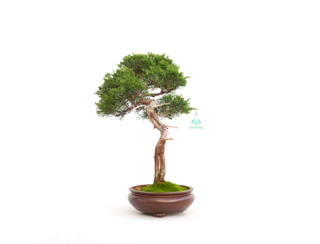 Juniperus chinensis - Jeneverbes - 40 cm 2