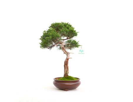 Juniperus chinensis - Jeneverbes - 40 cm