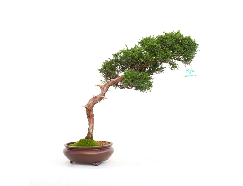 Juniperus chinensis - Wacholder - 40 cm