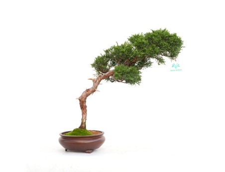 Juniperus chinensis - Enebro - 40 cm