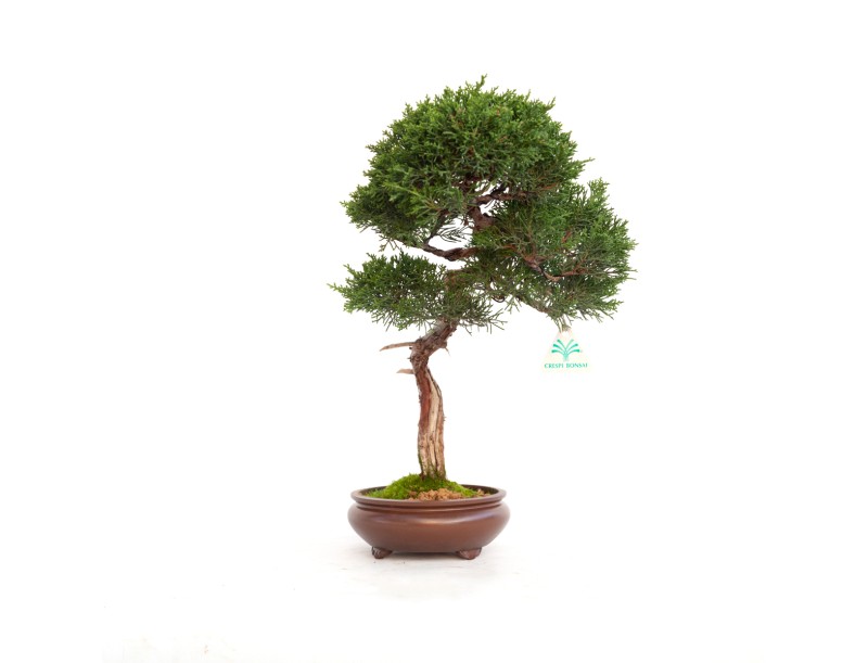 Juniperus chinensis - Wacholder - 40 cm