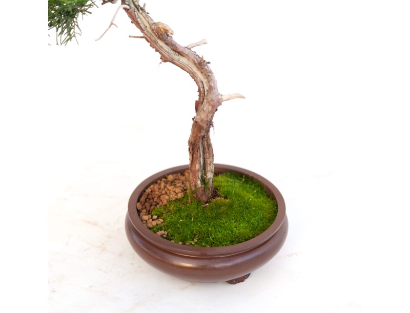 Juniperus chinensis - Genévrier de Chine - 40 cm