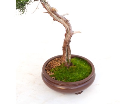 Juniperus chinensis - Jeneverbes - 40 cm