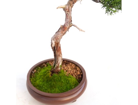 Juniperus chinensis - Jeneverbes - 40 cm