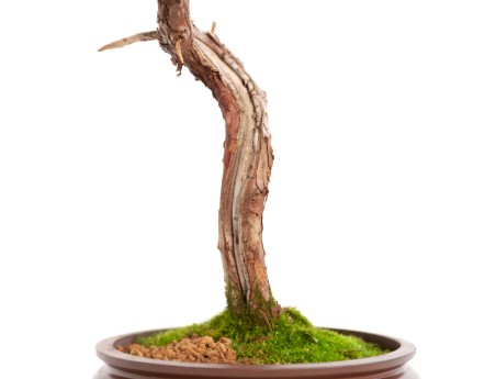 Juniperus chinensis - Enebro - 40 cm