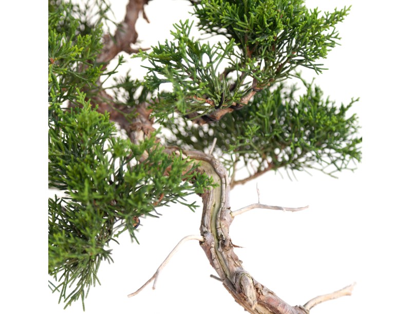 Juniperus chinensis - Enebro - 40 cm