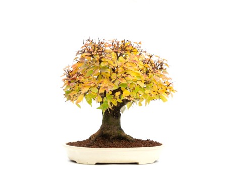 Zelkova serrata - Olmo - 40 cm