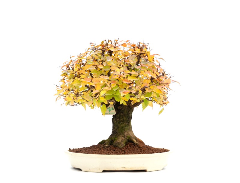 Zelkova serrata - Elm - 40 cm