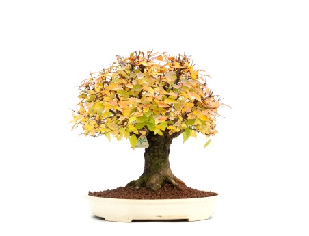 Zelkova serrata - Olmo - 40 cm