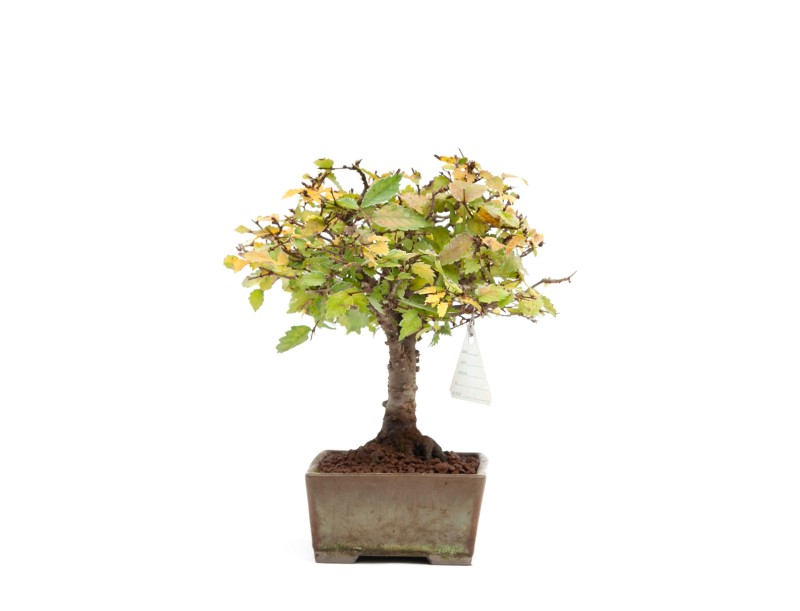 Zelkova serrata - Orme - 22 cm