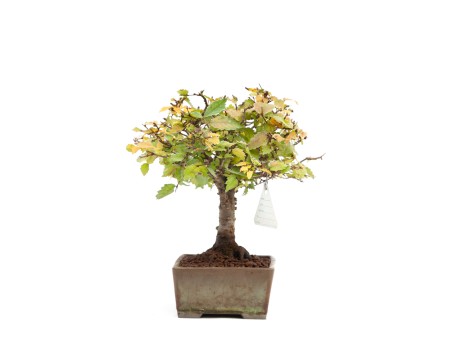 Zelkova serrata - Orme - 22 cm