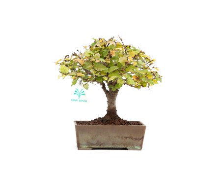 Zelkova serrata - Elm - 22 cm
