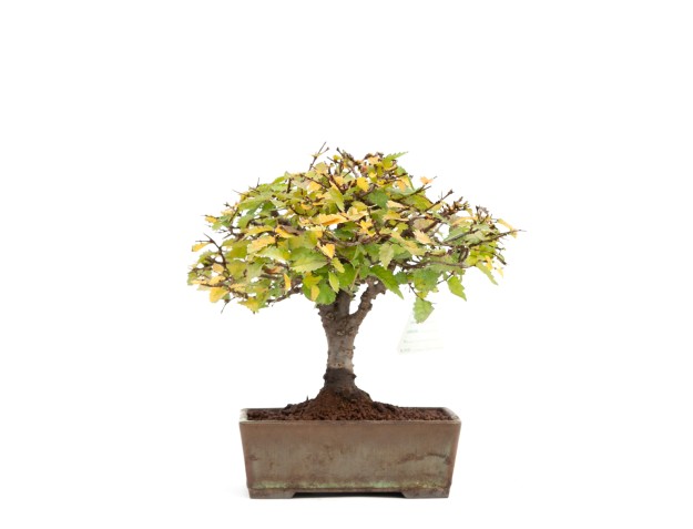 Zelkova serrata - Elm - 22 cm 2