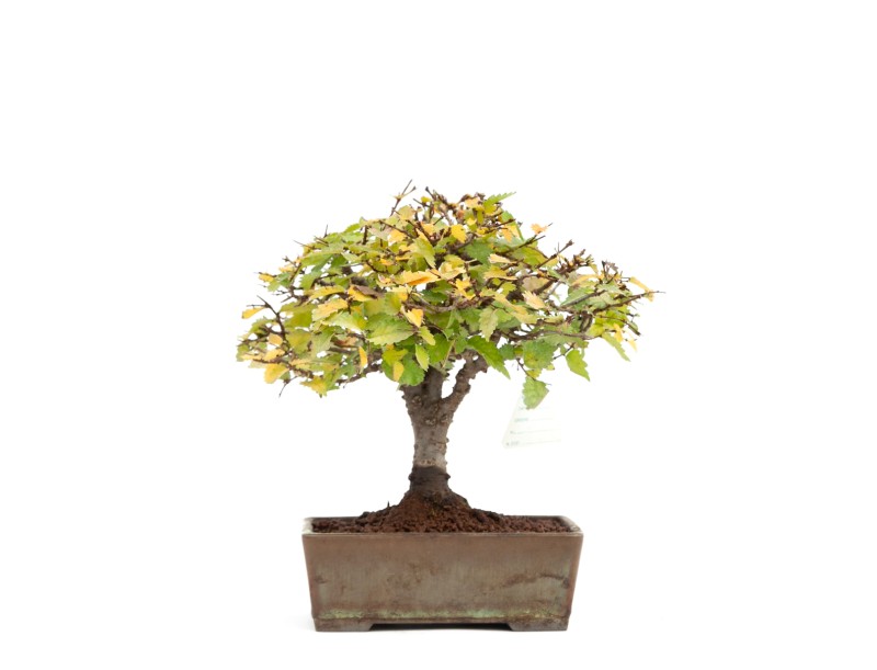 Zelkova serrata - Orme - 22 cm