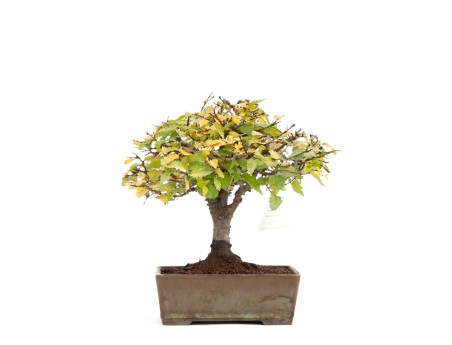 Zelkova serrata - Orme - 22 cm