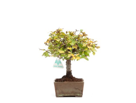 Zelkova serrata - Orme - 22 cm