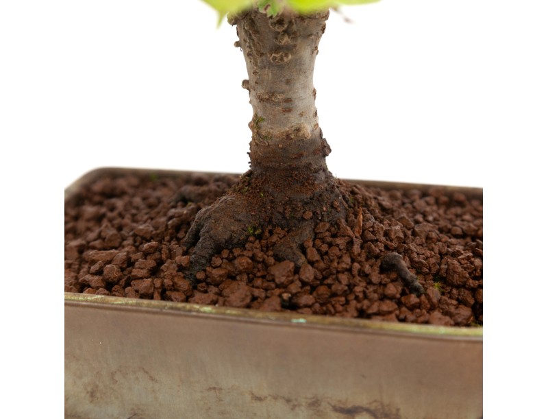 Zelkova serrata - Orme - 22 cm