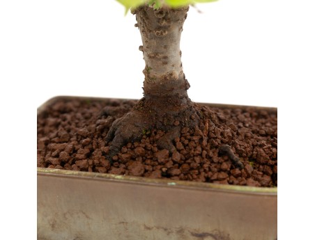 Zelkova serrata - Elm - 22 cm