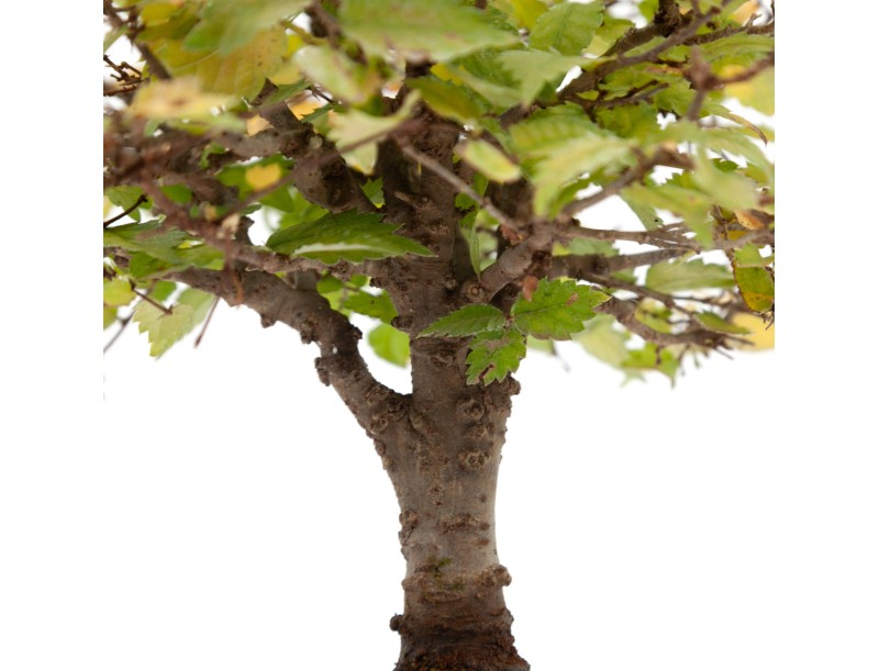 Zelkova serrata - Orme - 22 cm