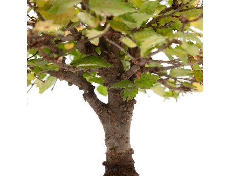 Zelkova serrata - Elm - 22 cm
