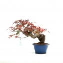 Acer palmatum Viridis - acero - 22 cm