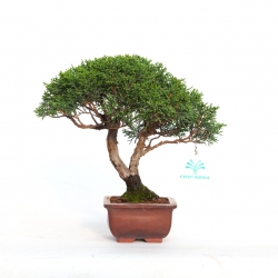 Juniperus chinensis - Juniper - 22 cm