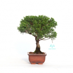 Juniperus chinensis - Ginepro - 22 cm