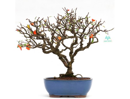 Chaenomeles - 40 cm