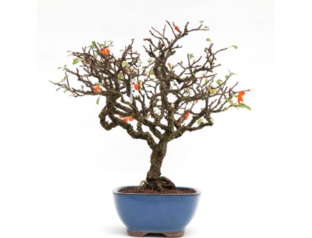 Chaenomeles - 40 cm
