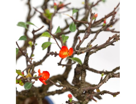 Chaenomeles - 40 cm