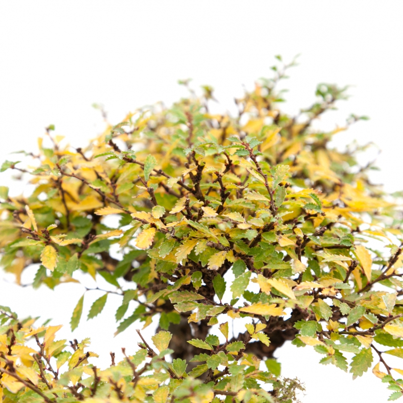 Ulmus parviflora - 18 cm