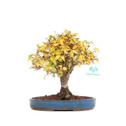 Zelkova serrata - Elm - 21 cm